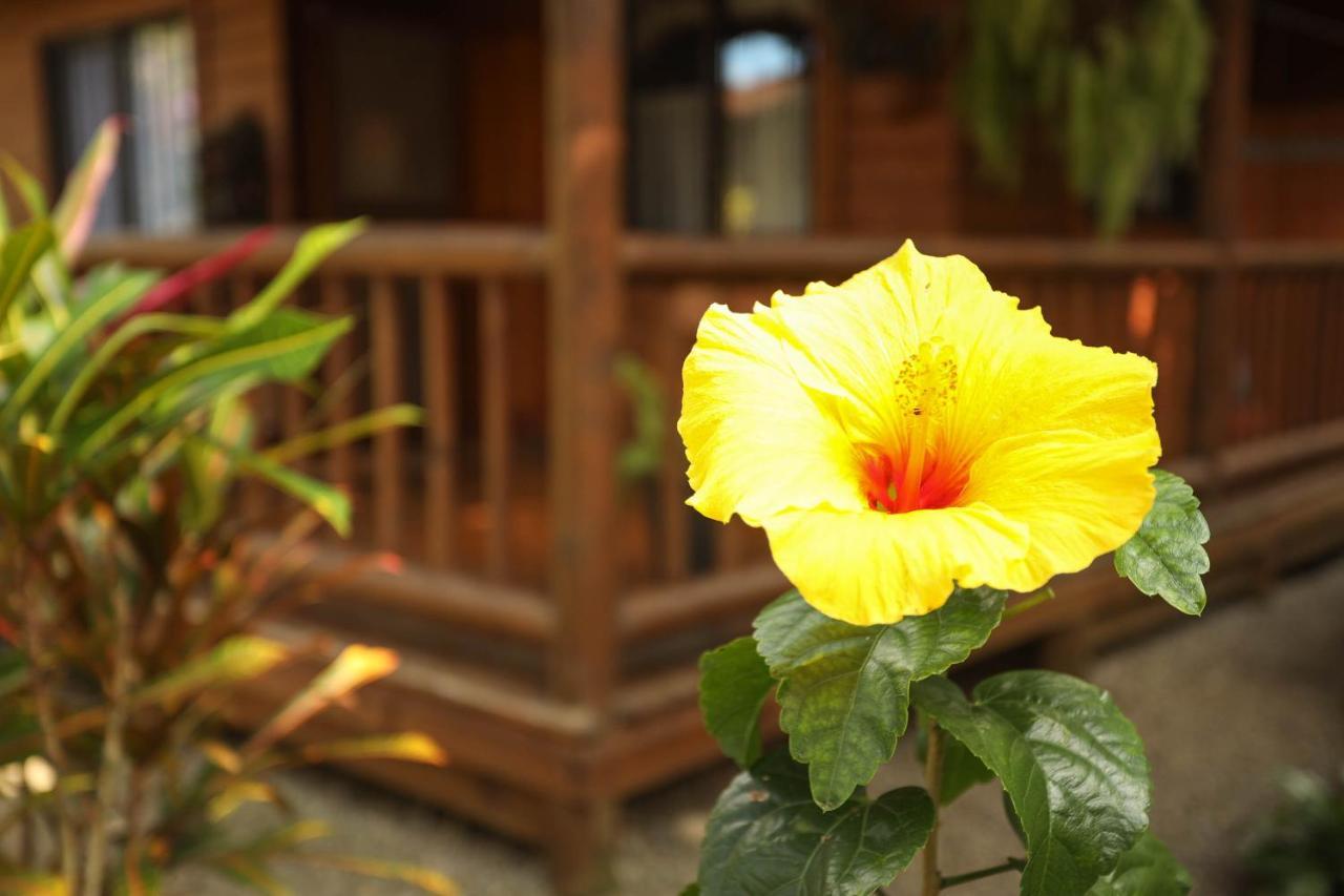 Casa Marcellino Lodge Cahuita Eksteriør billede