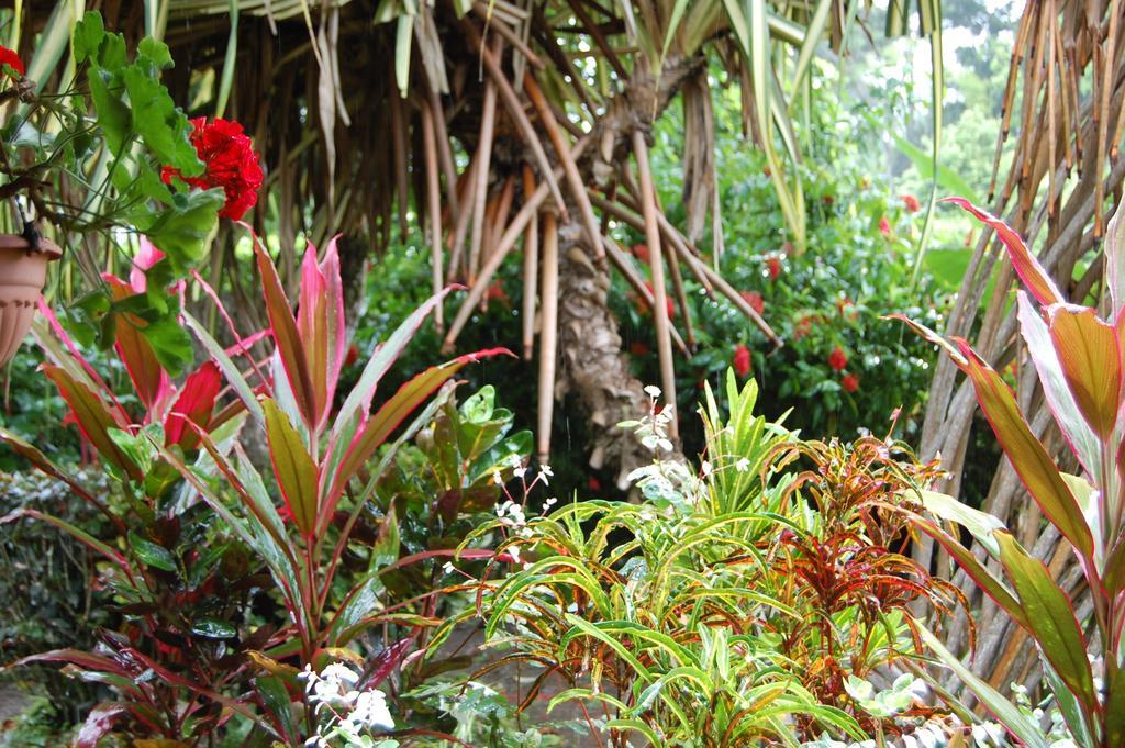 Casa Marcellino Lodge Cahuita Værelse billede