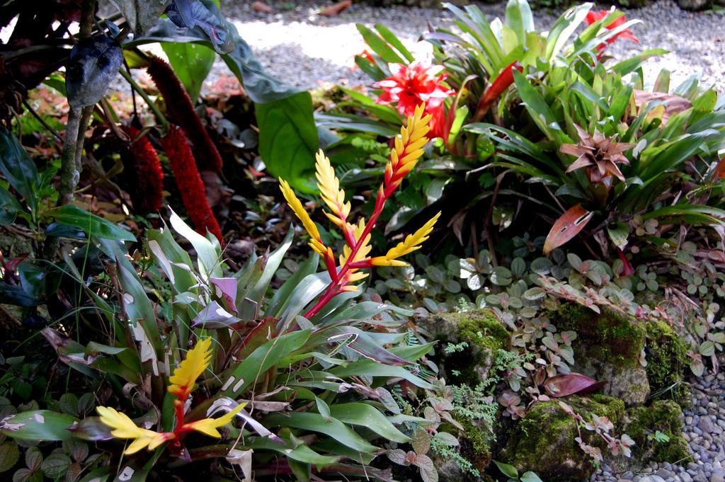 Casa Marcellino Lodge Cahuita Værelse billede