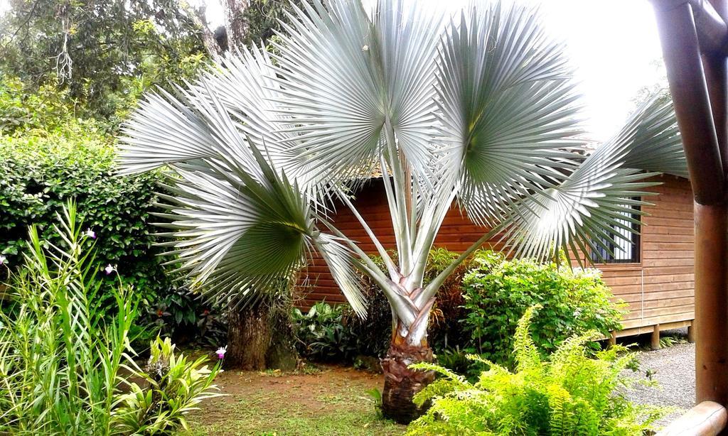 Casa Marcellino Lodge Cahuita Eksteriør billede