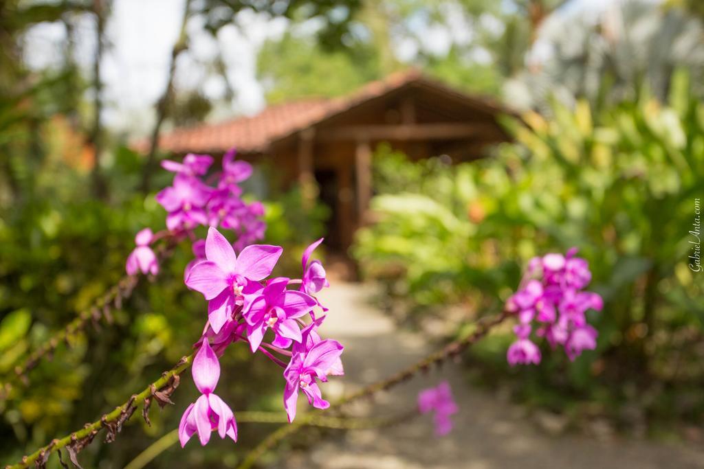 Casa Marcellino Lodge Cahuita Eksteriør billede